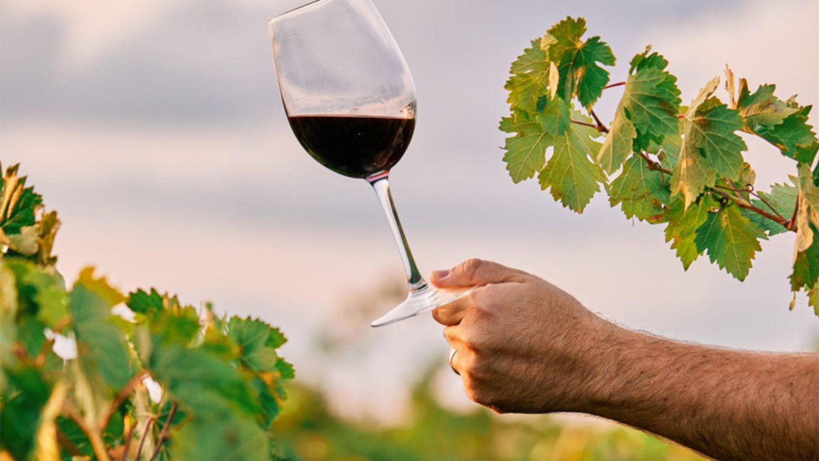 when-wine-also-cares-for-the-earth-2